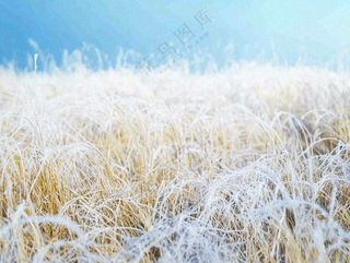 霜降白霜草地上的茅草芦苇摄影图