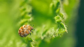 翠绿叶片上的微小生命