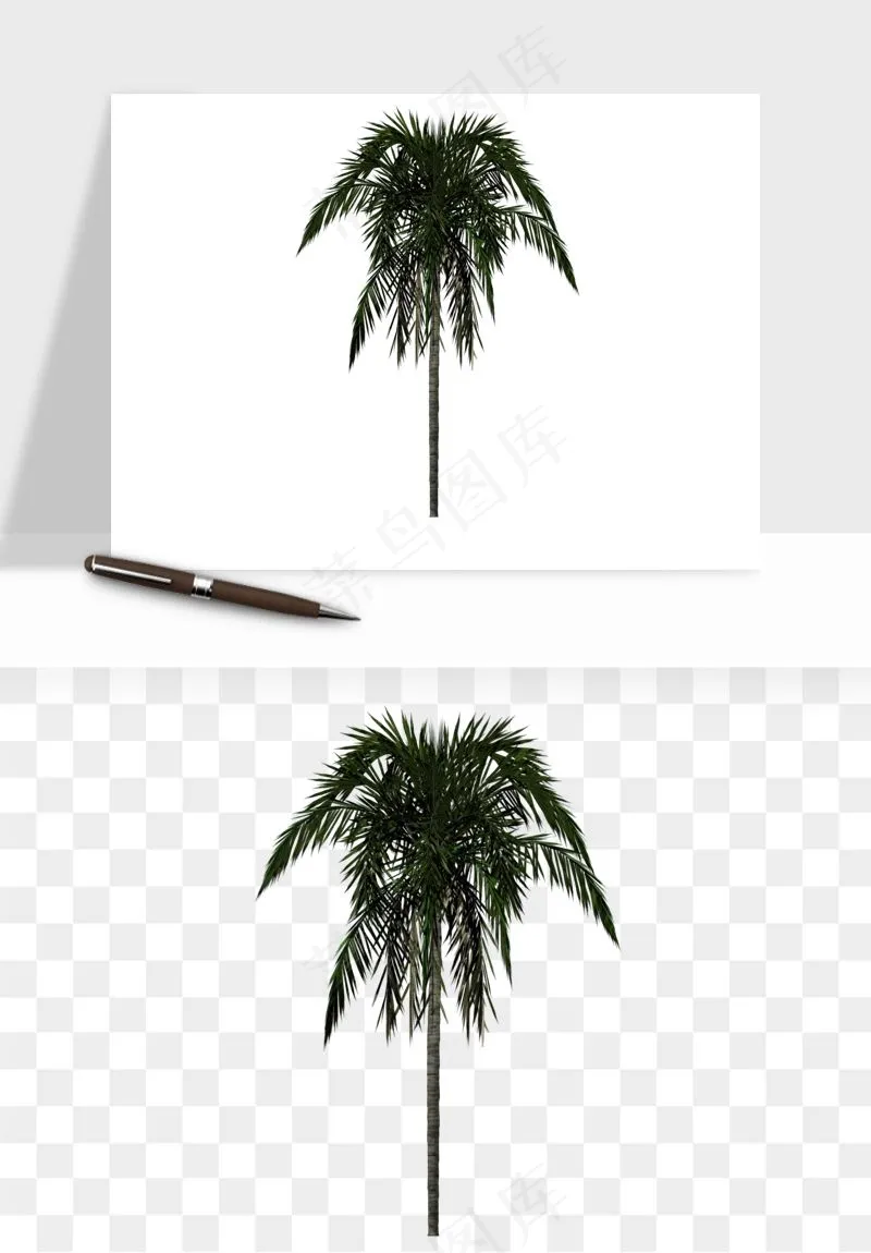 棕榈树椰树png免抠