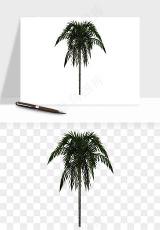 棕榈树椰树png免抠