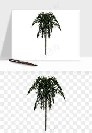 棕榈树椰树png免抠
