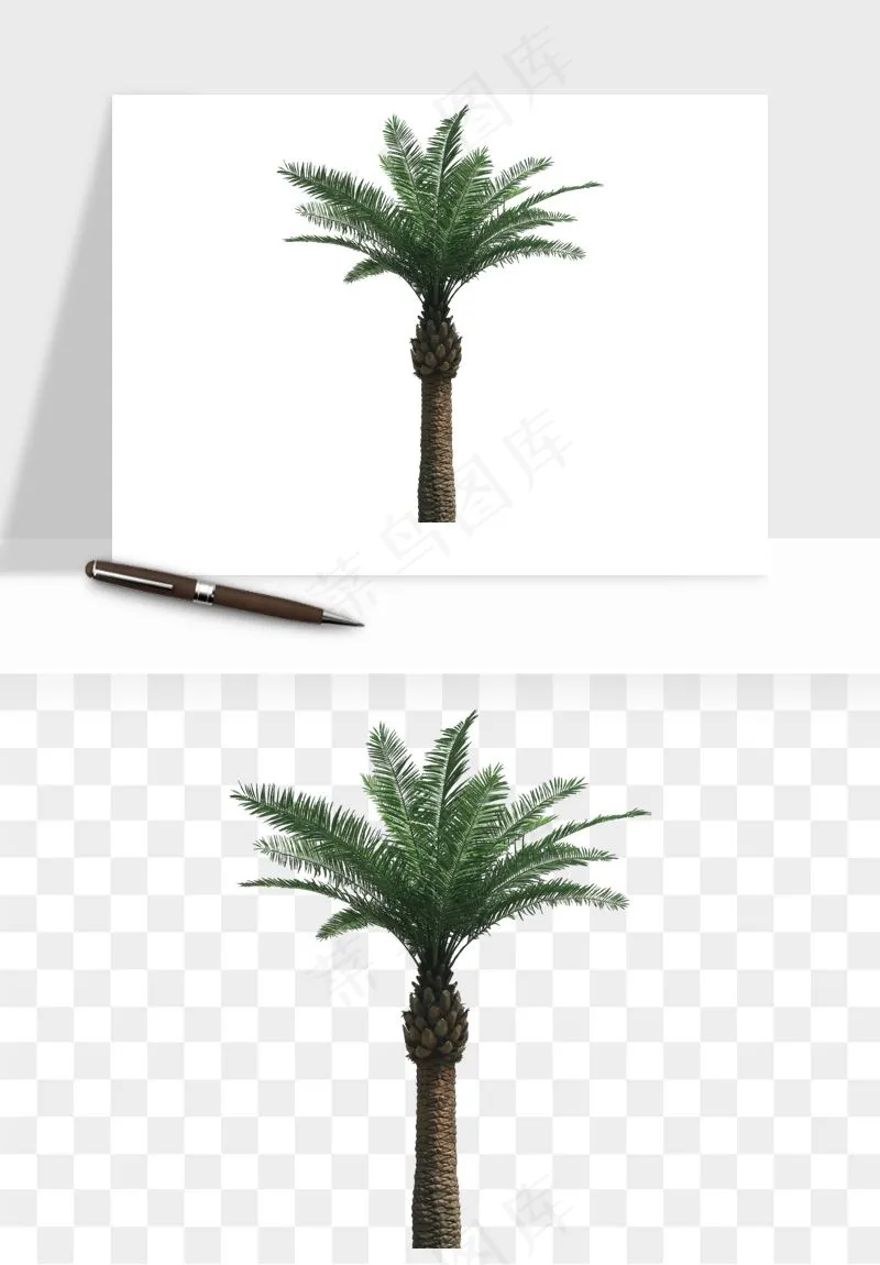 棕榈树椰树png免抠