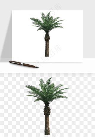 棕榈树椰树png免抠