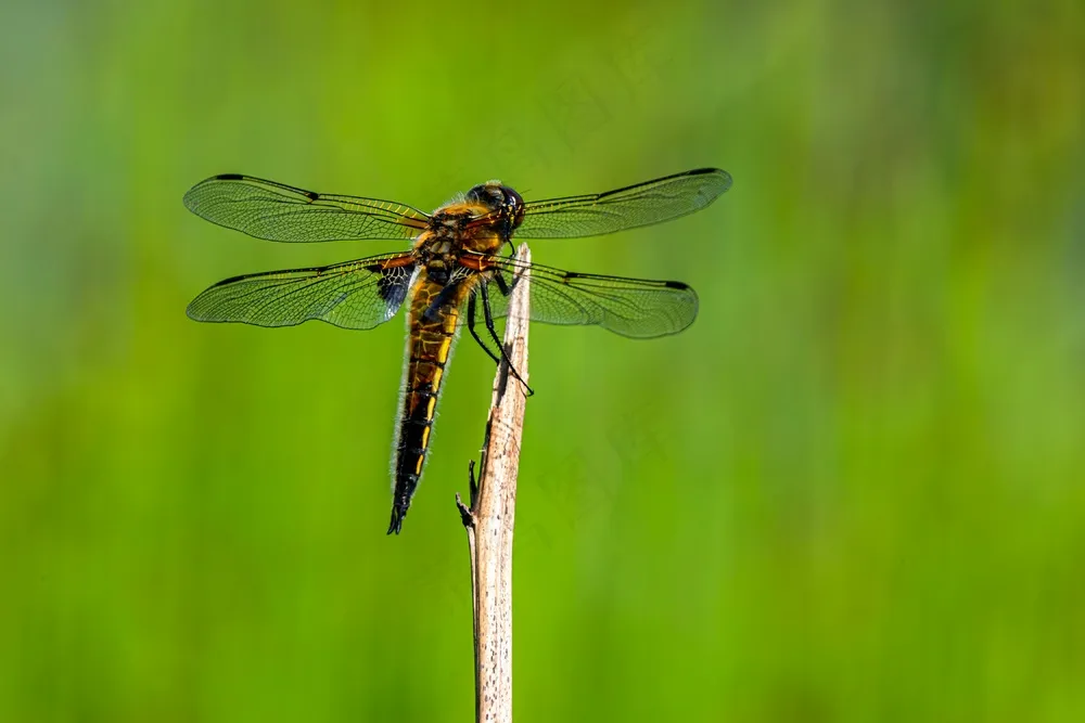 翠绿茎上的优雅蜻蜓