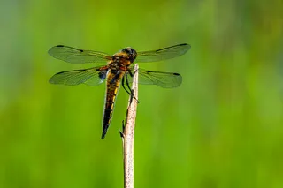 翠绿茎上的优雅蜻蜓