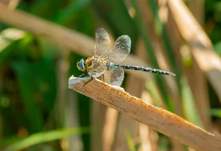 阳光下的蓝色蜻蜓