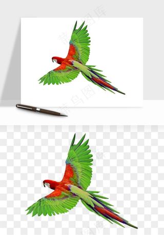 鹦鹉八哥鸟宠物png免抠