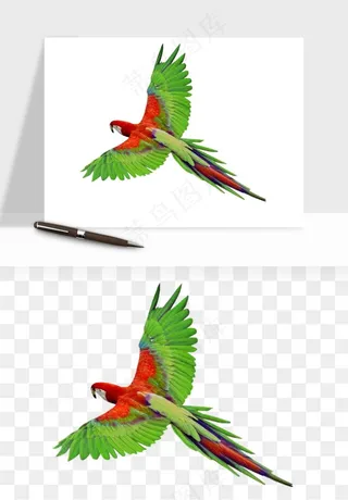 鹦鹉八哥鸟宠物png免抠