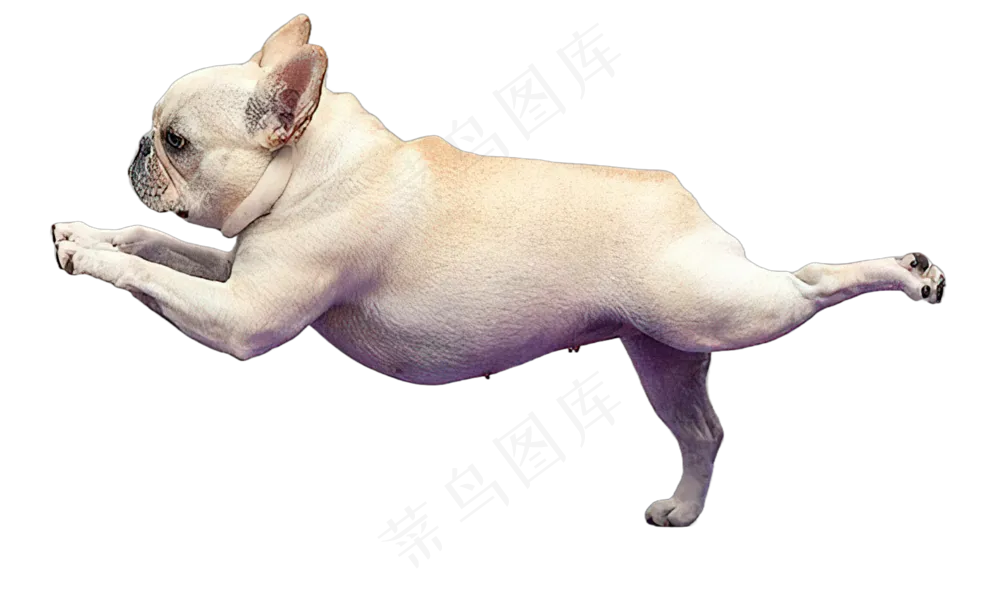 png免抠搞笑有趣动物