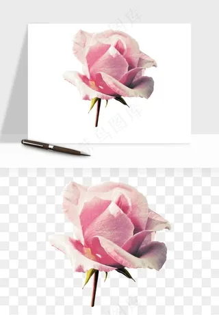 复古鲜花玫瑰png免抠