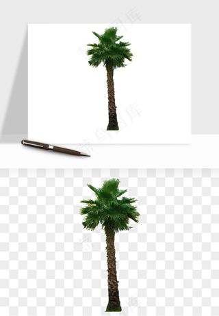 棕榈树椰树png免抠