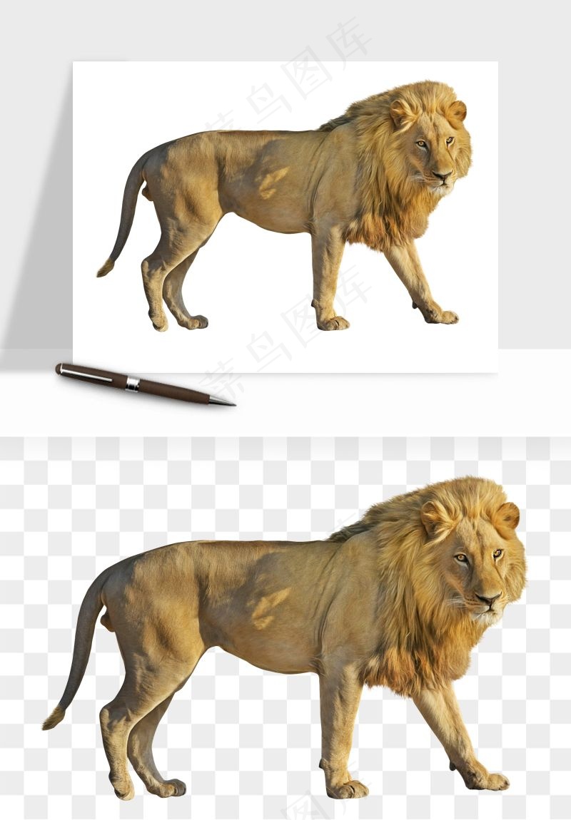 狮子雄狮狮王动物png免抠