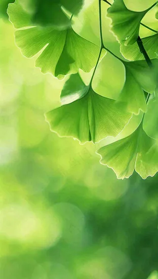 夏天绿色银杏叶树枝阳光小清新唯美小暑大暑处暑摄影图