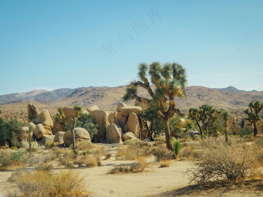 沙漠中的约书亚树和晴朗天空