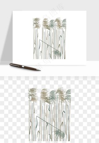 植物芦苇蒲苇香蒲png免抠