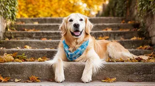 秋天公园台阶上的金毛犬狗宠物摄影图