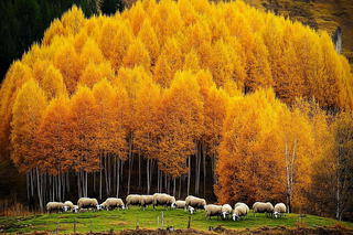 秋天风景黄色的树木森林羊群大自然风光摄影图
