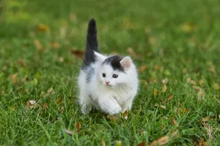 草地可爱喵星人图片