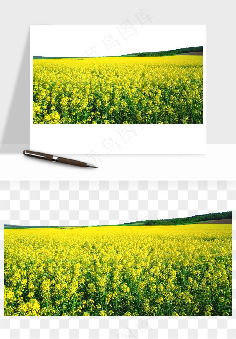 油菜花田png免抠