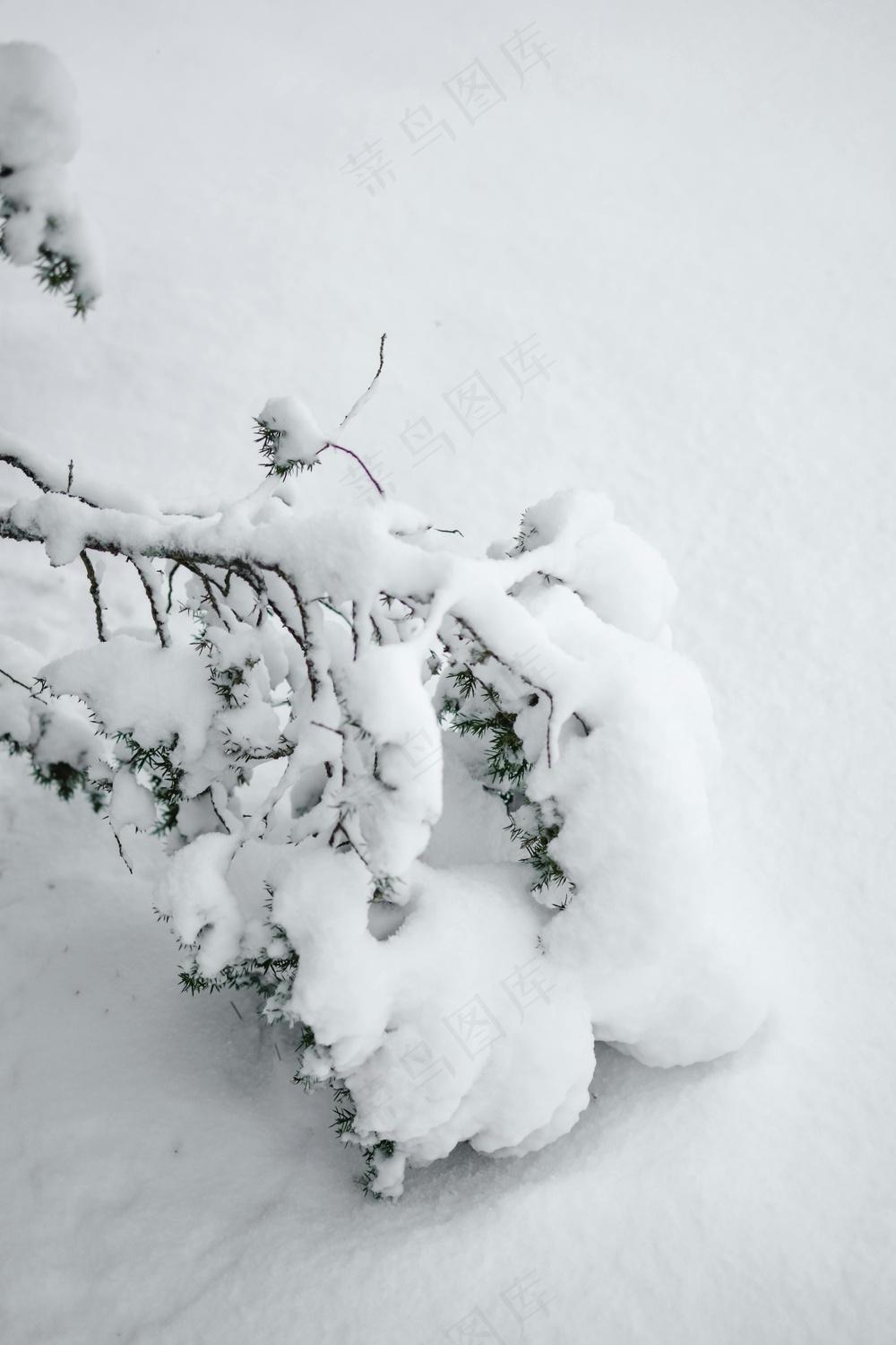 雪覆古树宁静风 灰白静谧桌面图