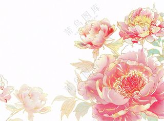 国花牡丹鲜艳花朵植物插画免抠