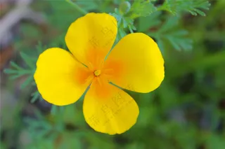 漂亮黄色花朵摄影图片