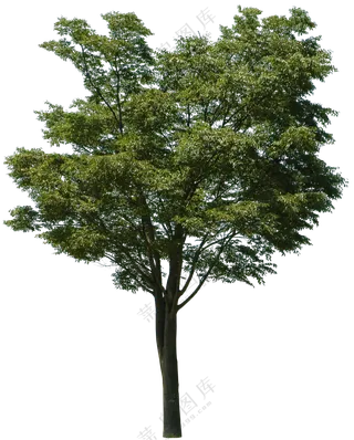 PNG免扣植物树木