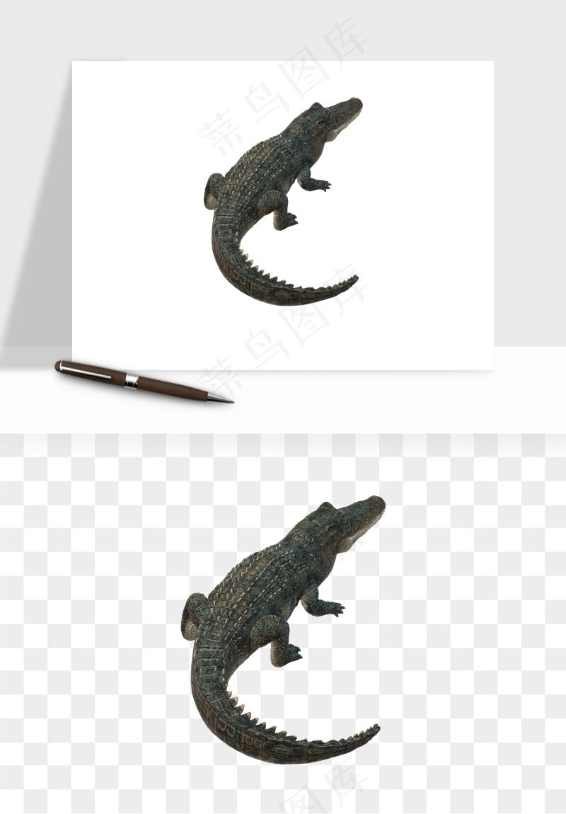 鳄鱼动物png免抠