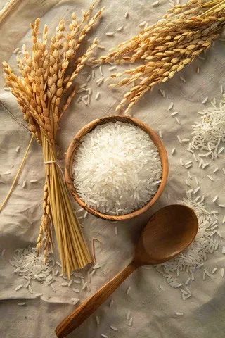 世界粮食日谷物米饭稻谷小麦摄影图