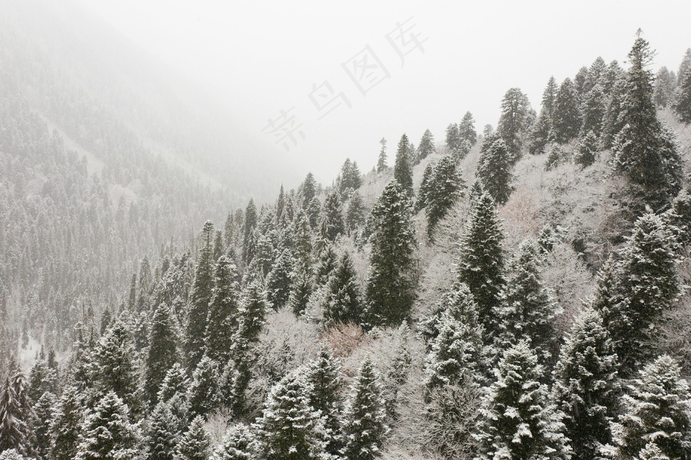 雪白森林的宁静冬日