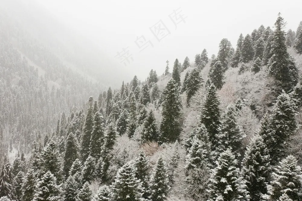 雪白森林的宁静冬日