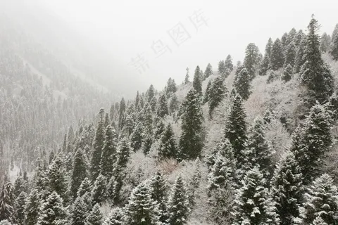 雪白森林的宁静冬日 雪白森林的宁静冬日