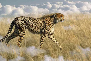 户外活动的猎豹保护动物摄影图