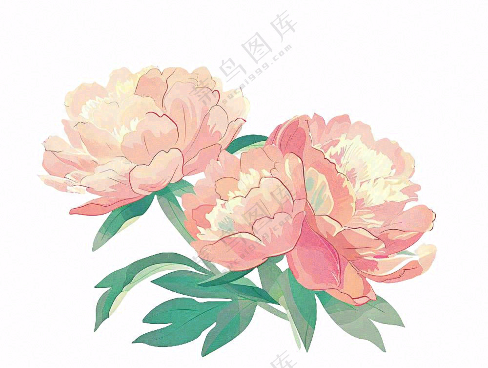牡丹花朵国花插画免抠