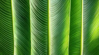 香蕉树芭蕉叶绿色植物摄影图