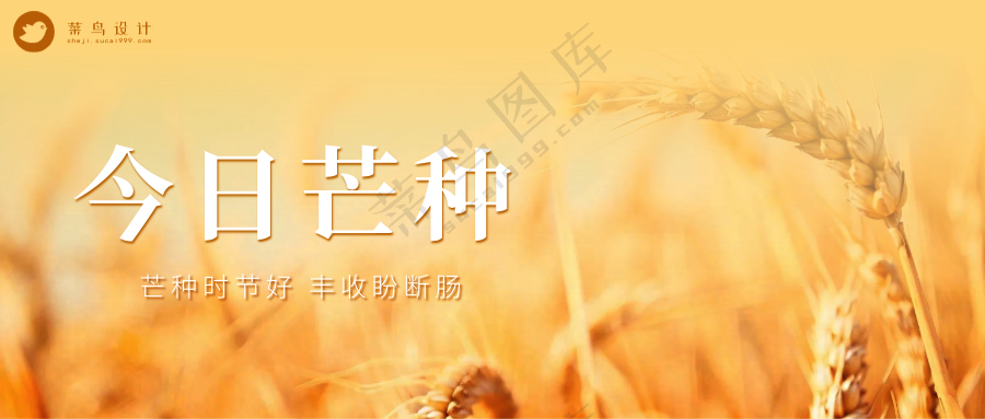 芒种公众号首图