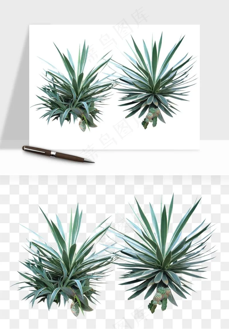 棕榈树椰树png免抠