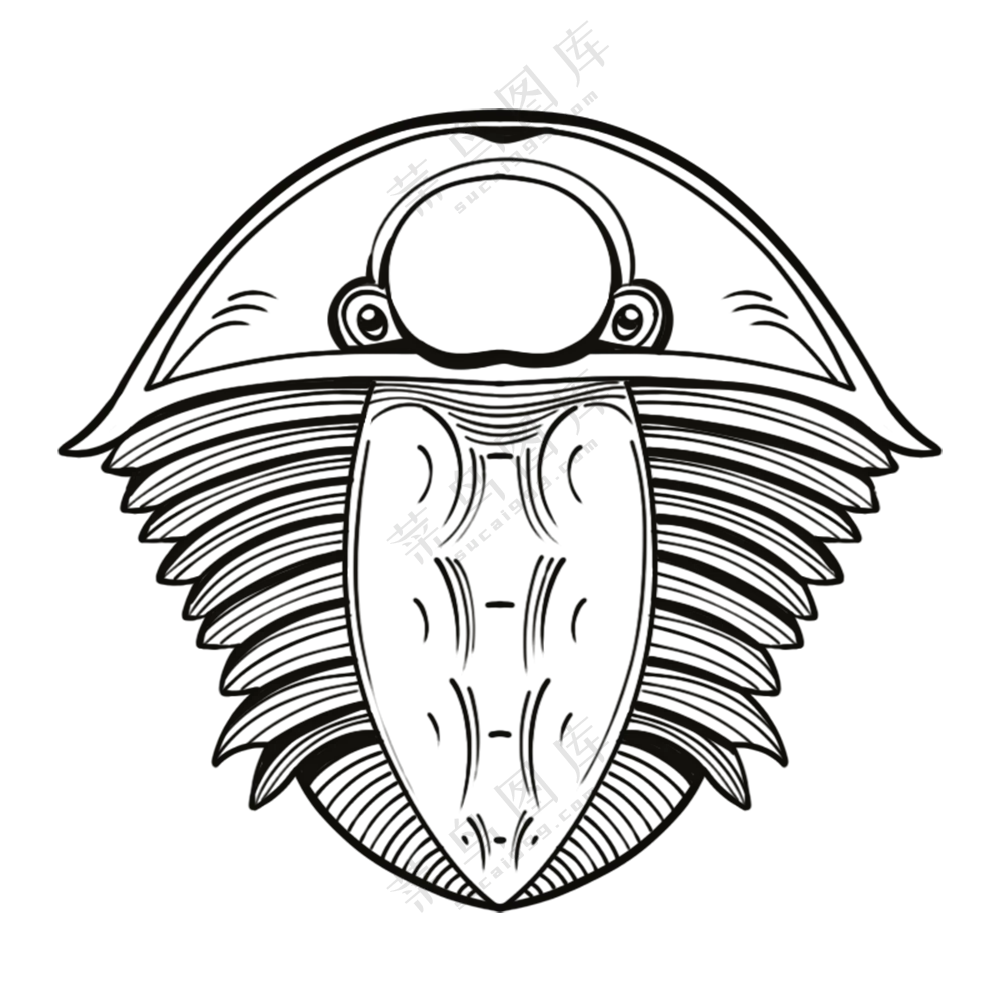 三叶虫-古海洋生物/线稿/卡通