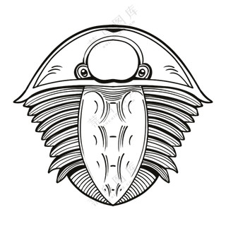 三叶虫-古海洋生物/线稿/卡通