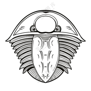 三叶虫-古海洋生物/线稿/卡通