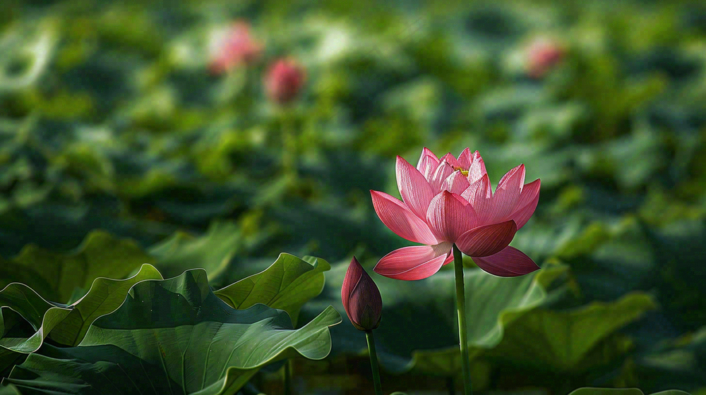 夏日荷花荷叶夏至小暑大暑摄影图