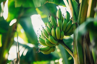 香蕉树芭蕉叶青香蕉水果摄影图