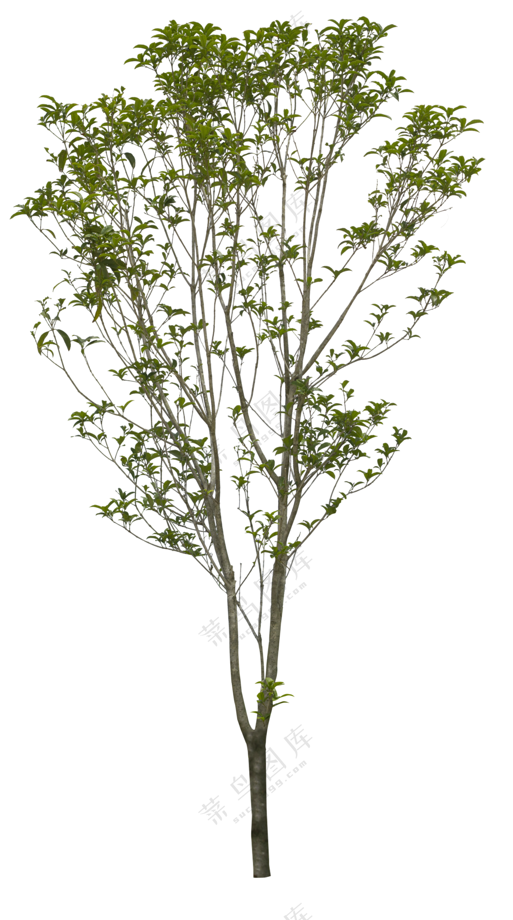 PNG免扣植物树木拼贴素材