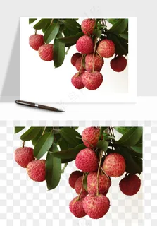 荔枝妃子笑水果png免抠 荔枝妃子笑水果png免抠