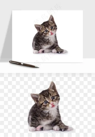 猫咪喵星人狗狗宠物元素png免抠