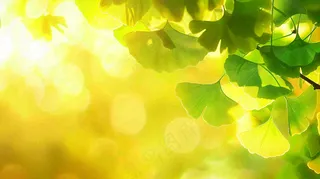 秋天美景银杏叶阳光唯美立秋摄影图