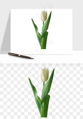 荷兰郁金香鲜花png免抠