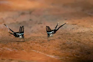 阳光雨露间翩翩起舞的蝴蝶