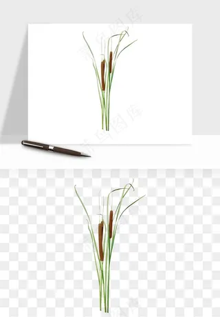 植物芦苇蒲苇香蒲png免抠