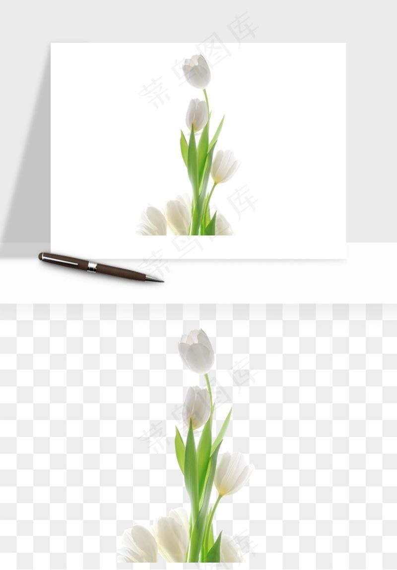 荷兰郁金香鲜花png免抠